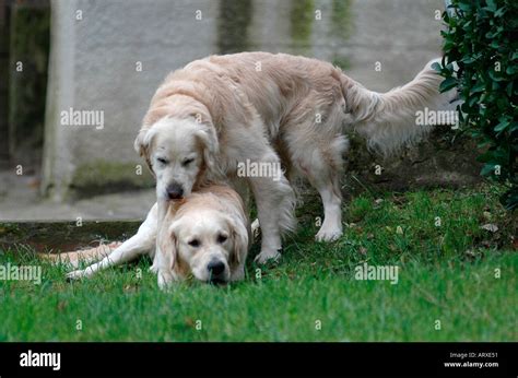 hund ficken|Paarung beim Hund